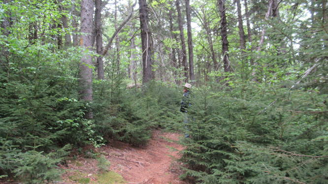 Trail through a spruce forest