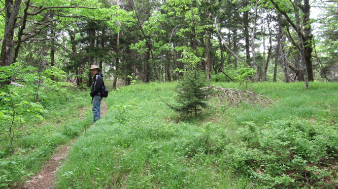 The trail opens up toward the summit into a lush pasture of ferns and grass