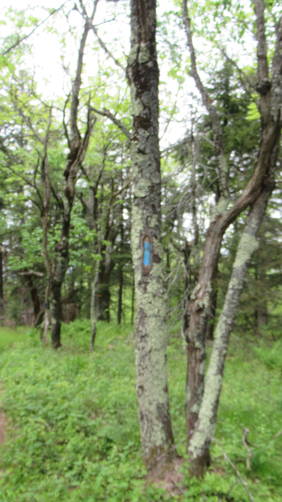 Blue marks for the Holt Trail