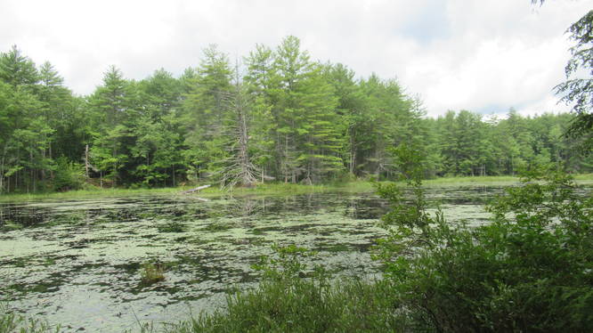 View of the Pond from the trail