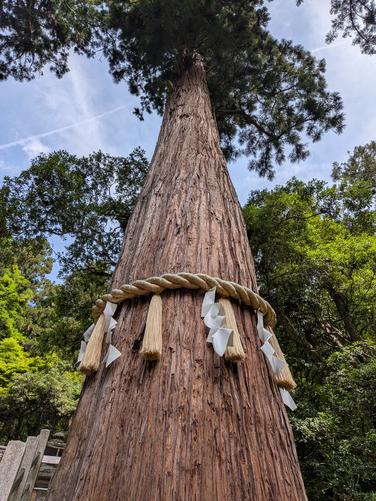 800-year old Japanese Cedar