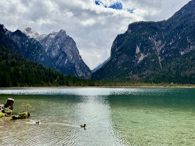 Ducks swimming in Lago di Dobbiaco