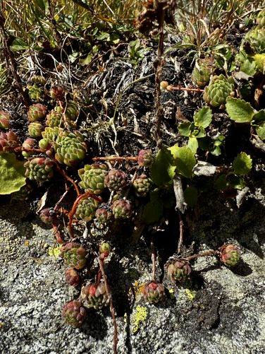 Succulents growing on the trail