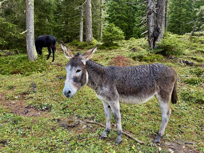 Donkeys near Lake Antorno