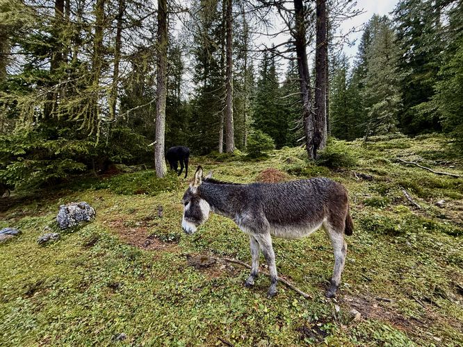 Picture 11 of Lake Antorno Trail