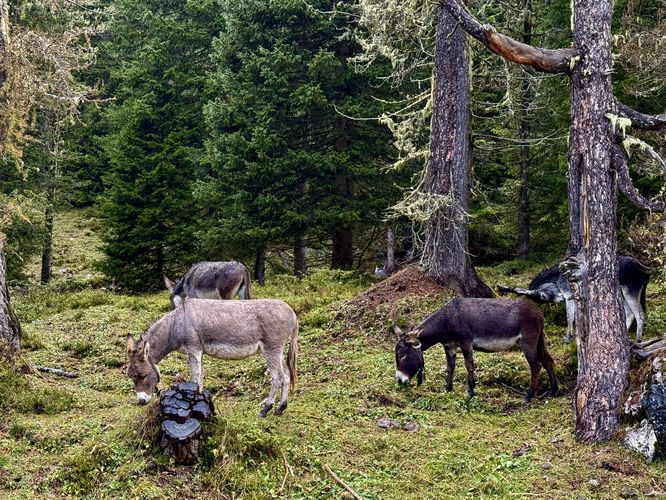 A group of donkeys were grazing near Lago d'Antorno
