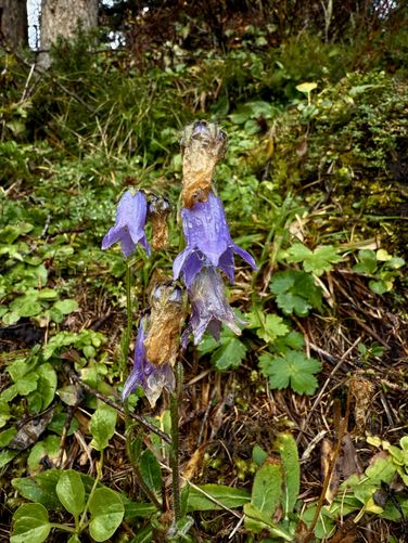 Picture 18 of Lake Antorno Trail