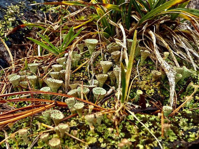 Mosses and lichen growing along Lago d'Antorno
