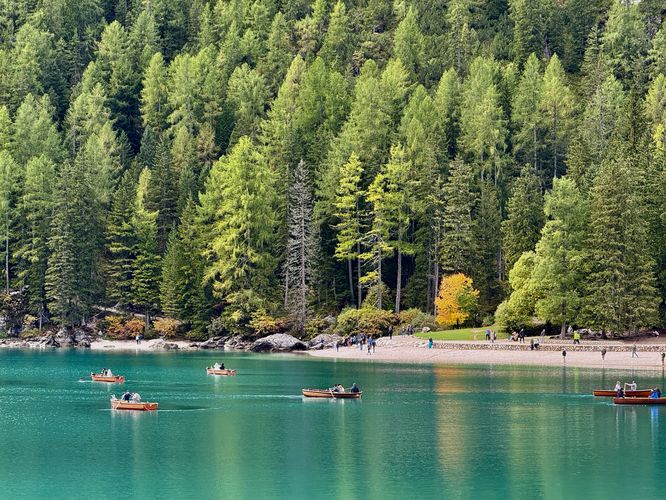 Rowboats in Lake Braies, evergreen trees, and yellow autumn foliage