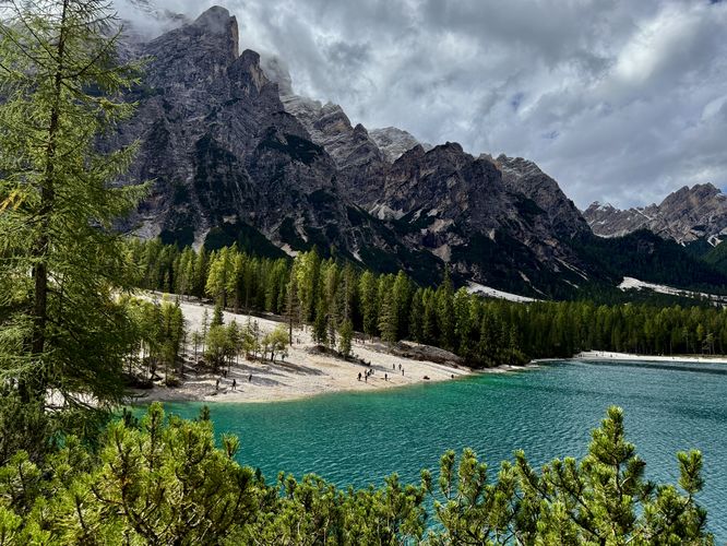 A larch tree stands in the foreground with towering Dolomites peaks and turquoise waters of Lake Braies