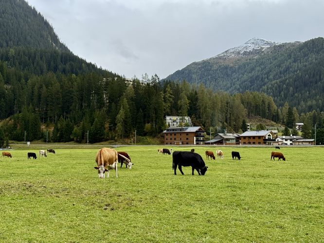 Cows grazing below the Alps in Davos, Switzerland