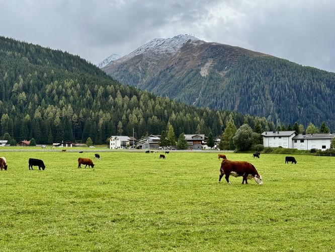 View of Swiss cows grazing under alpine peaks in Davos