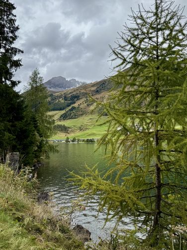 Light-green Larch trees stand along the water's edge