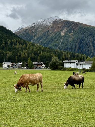 Swiss cows with chiming bells under alpine peaks in Davos