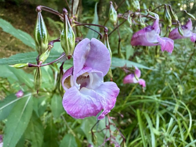 Picture 20 of Lake Sinclair Ruins Loop