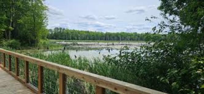 Lake Wallace - Lake Wallace trail album