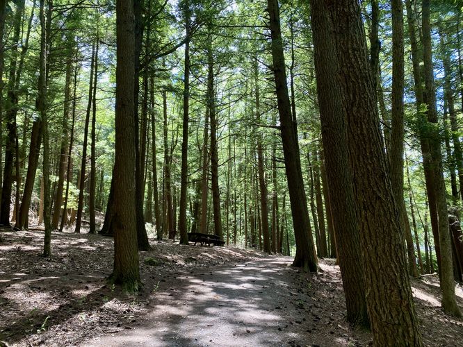 Trail passes through a pine forest