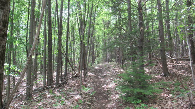 Trail changes to single footpath through the woods