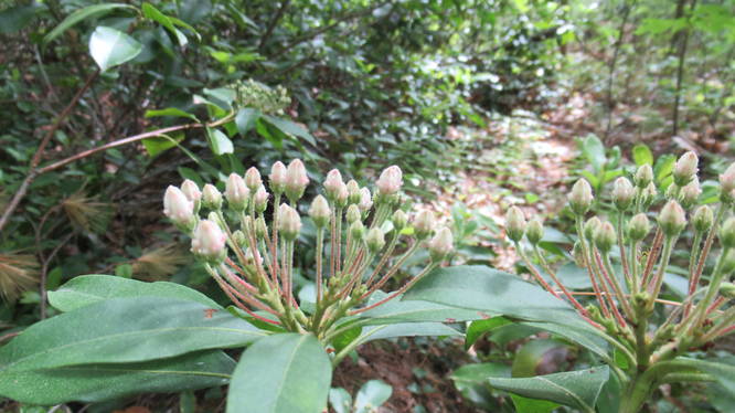 Mountain Laurel will be blooming soon