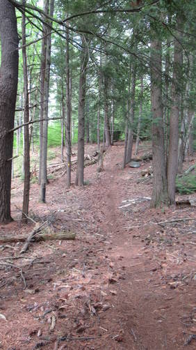 The trail winds through the pines