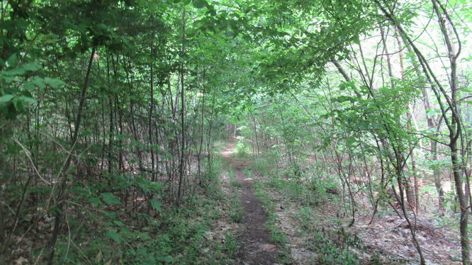 Dense brush along the Red Trail