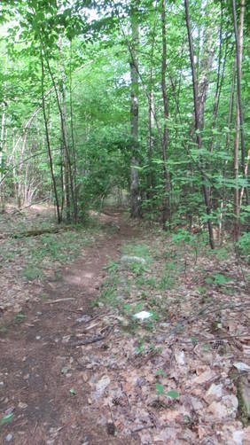 The White trail blaze marker along the trail substrate