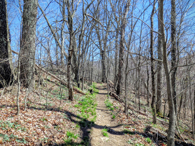 Picture 5 of Lane Pinnacle Hike 040316