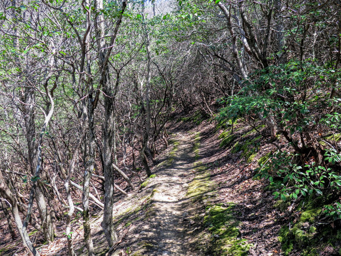 Picture 21 of Lane Pinnacle Hike 040316