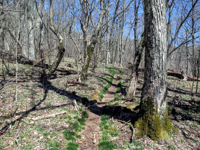 Picture 29 of Lane Pinnacle Hike 040316