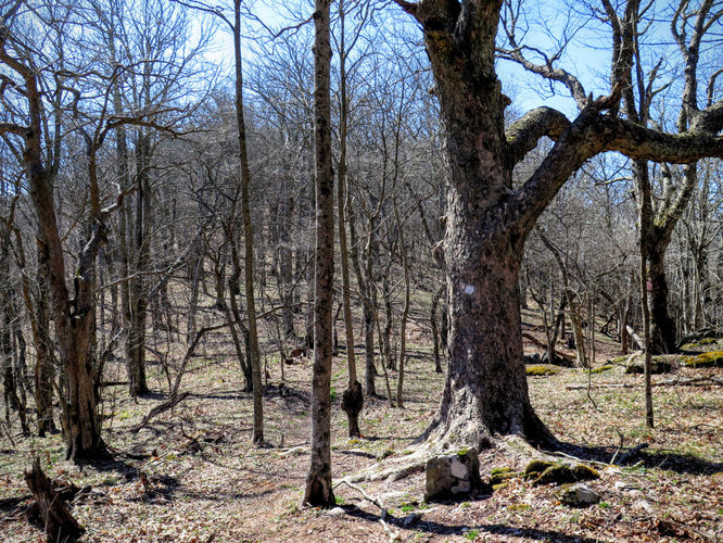 Picture 43 of Lane Pinnacle Hike 040316