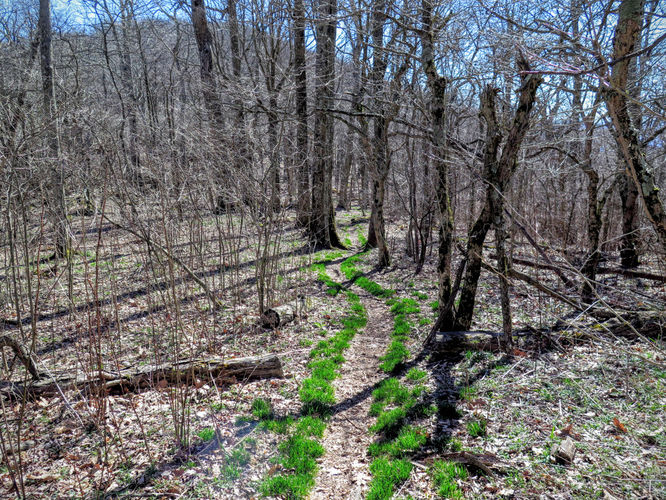 Picture 44 of Lane Pinnacle Hike 040316
