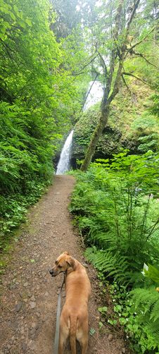 Picture 3 of Latourell Falls