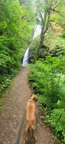 Picture 2 of Latourell Falls
