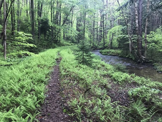 Default image for Laurel Fork South Wilderness Hike, a 5.6-mile trail in Bowden, WV (US)