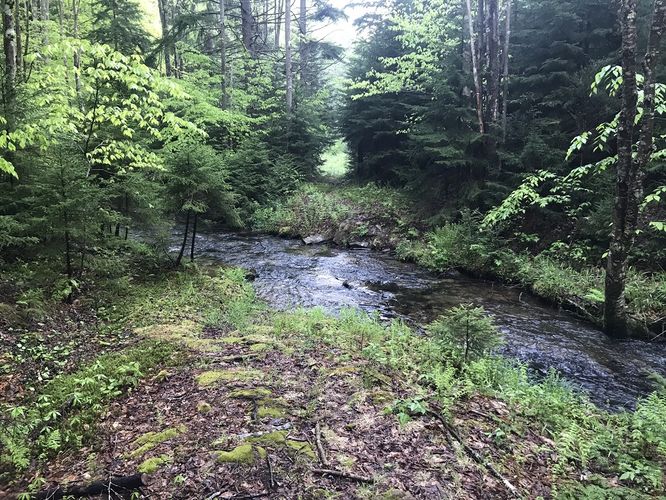 Picture 3 of Laurel Fork South Wilderness Hike 051919