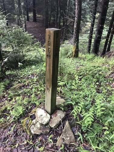 Picture 5 of Laurel Fork South Wilderness Hike 051919