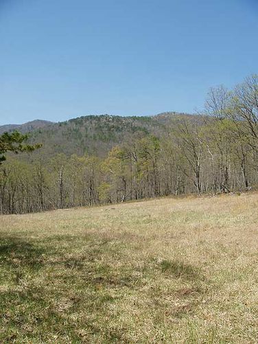 Picture 7 of Laurel Run Gusty Point Hike 042404