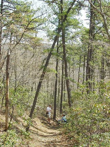 Picture 10 of Laurel Run Gusty Point Hike 042404