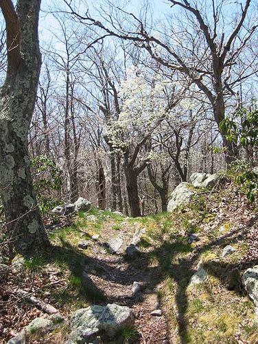 Picture 11 of Laurel Run Gusty Point Hike 042404