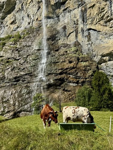 Cows drink from a trough infront of Staubbach Falls