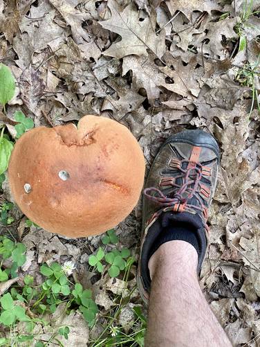 Massive mushroom