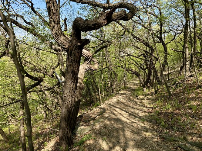 Twisted trees along the Winter Trail