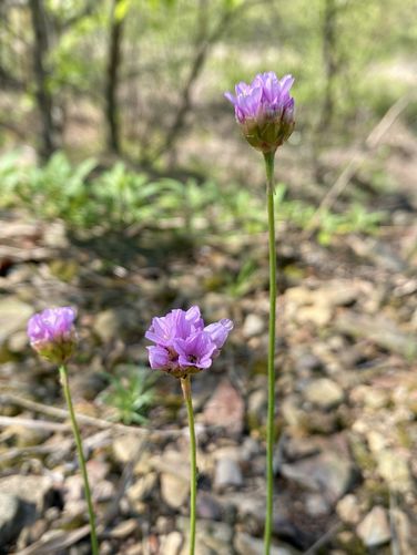 Wild carnations