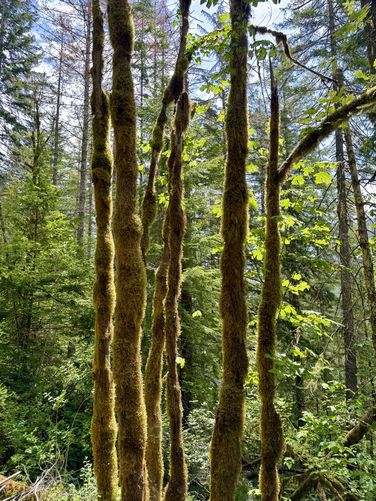Picture 4 of Lena Lake Hike