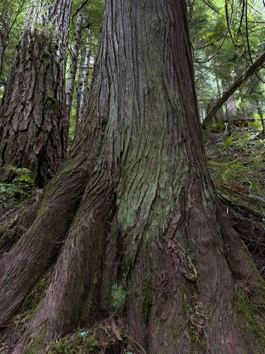 Old-growth tree
