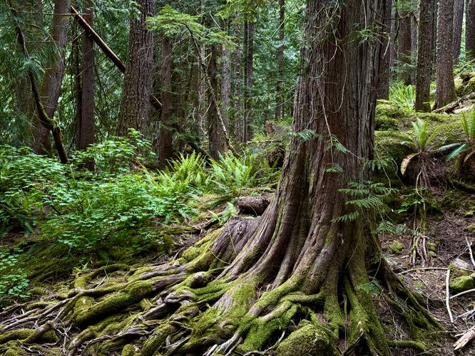 Beautiful old-growth tree