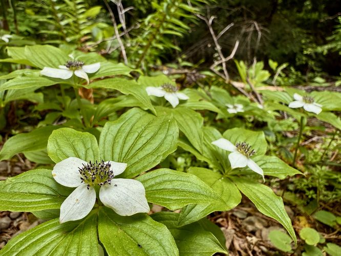 Picture 32 of Lena Lake Hike