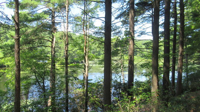 A glimpse of Paradise Pond throught the trees