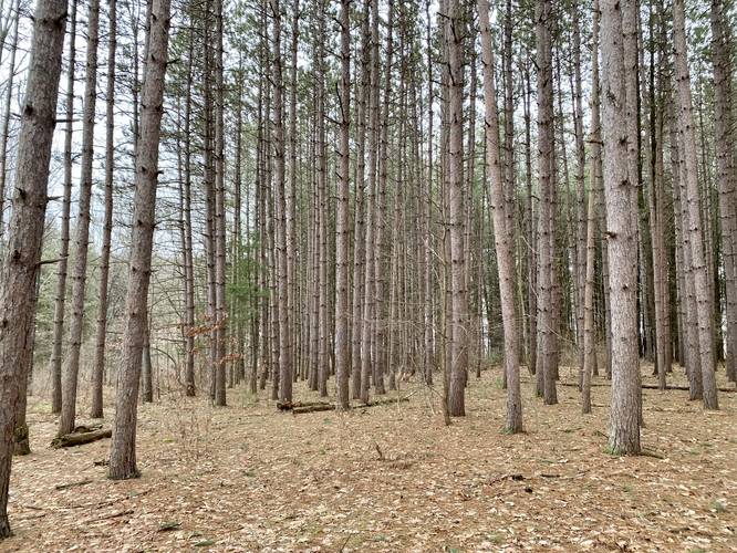 Pine plantation along the Blue Loop Trail that leads to Levi Pond
