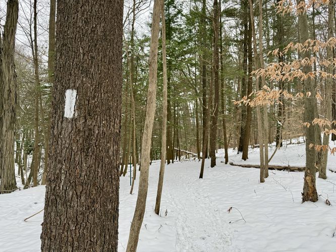 White blazes of the Finger Lakes Trail